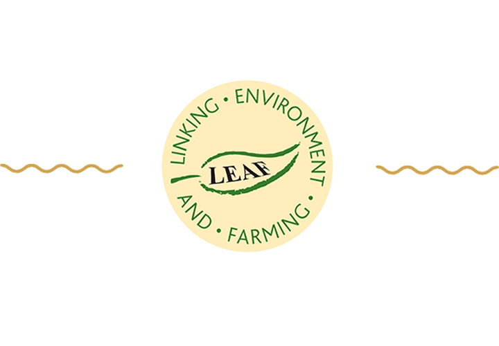 Leaf