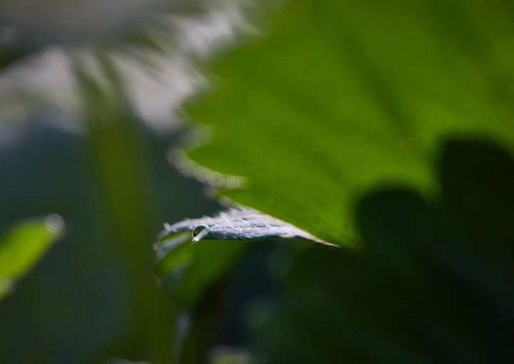 A fi VERDE