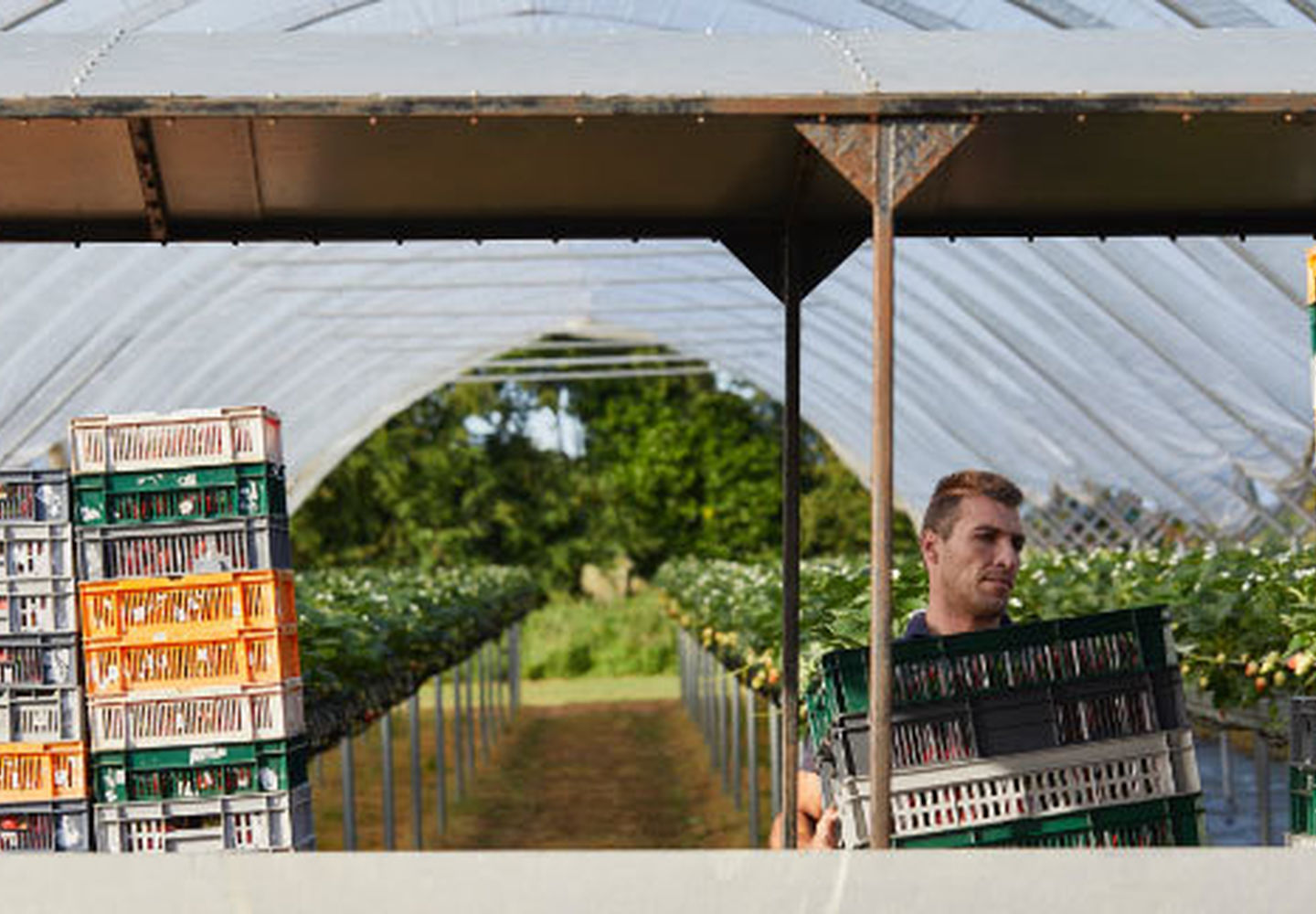 How We Harvest Hugh Lowe Farms