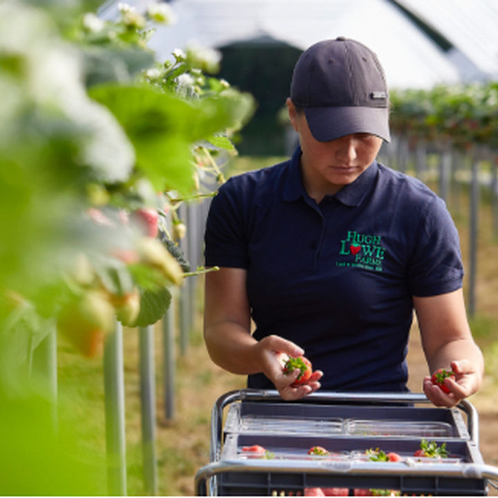 Hugh Lowe Farms Farming for a fruitful future Hugh Lowe Farms