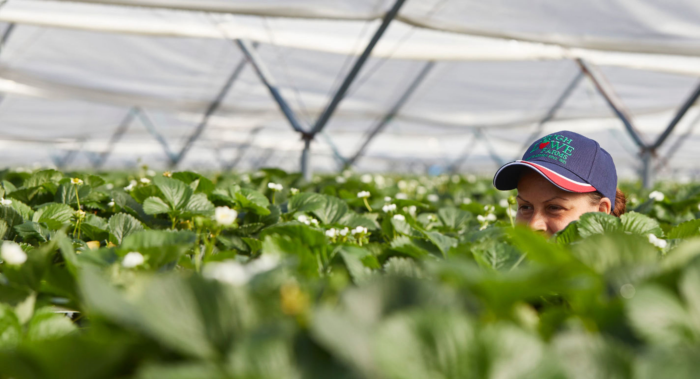 Seasonal work Hugh Lowe Farms