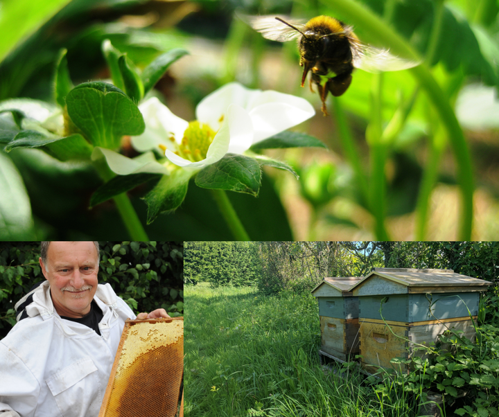 Bees