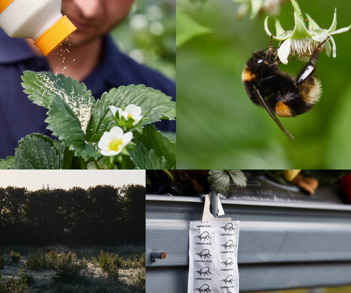 Beneficial Insects and Biocontrol