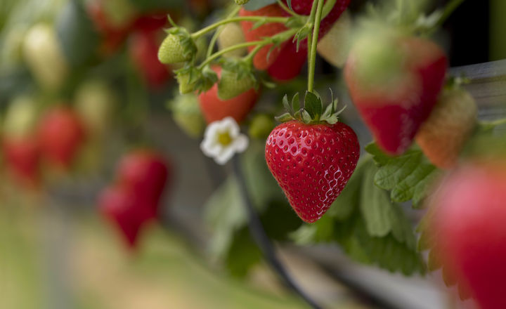 Strawberries 075 4589