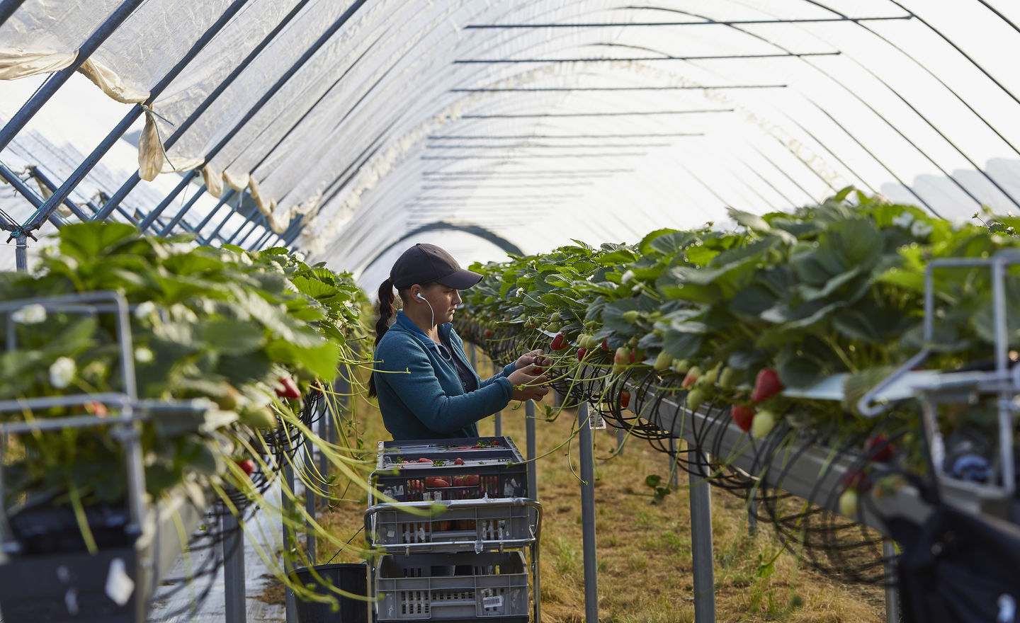 How We Harvest Hugh Lowe Farms