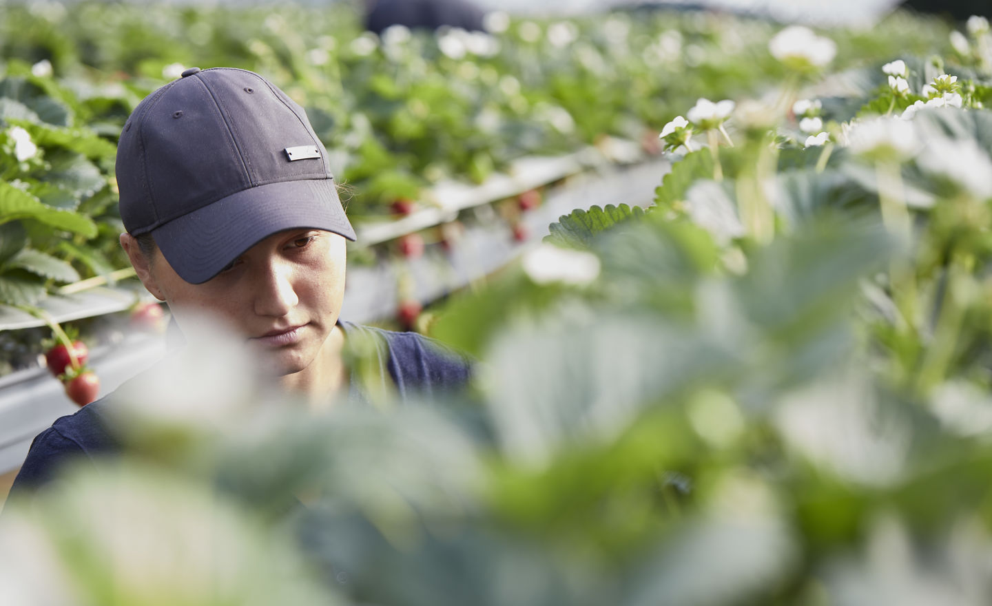 How We Harvest Hugh Lowe Farms