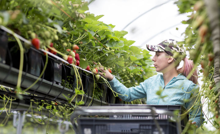 Strawberries 021 8624