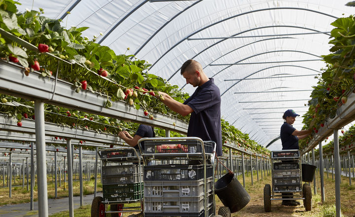 Tabletop Picking