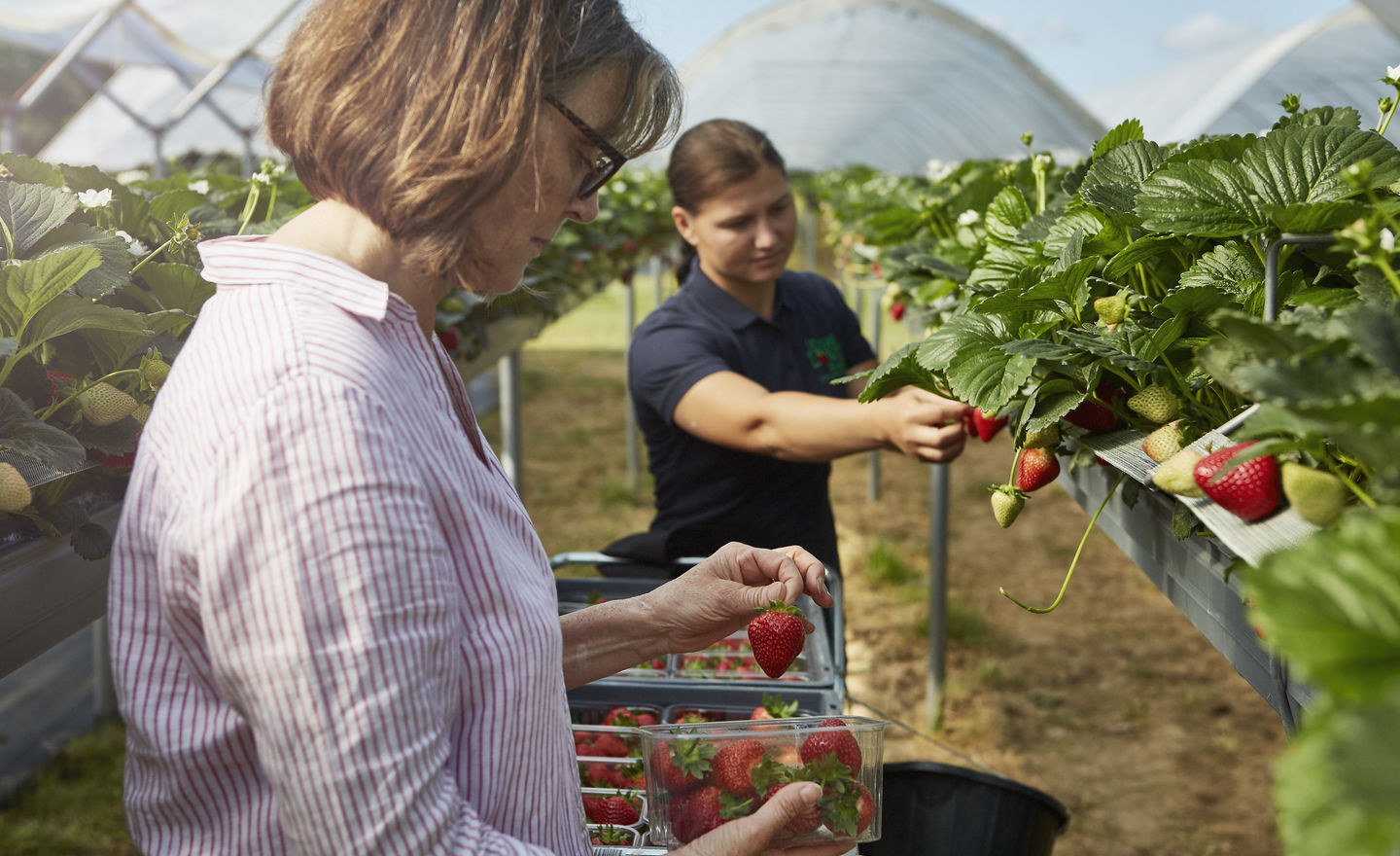 How We Harvest Hugh Lowe Farms