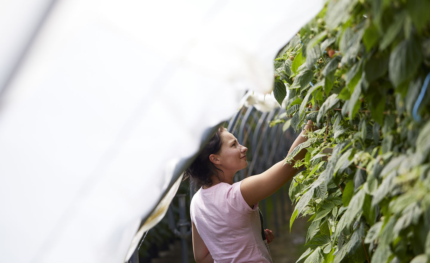 How We Harvest Hugh Lowe Farms