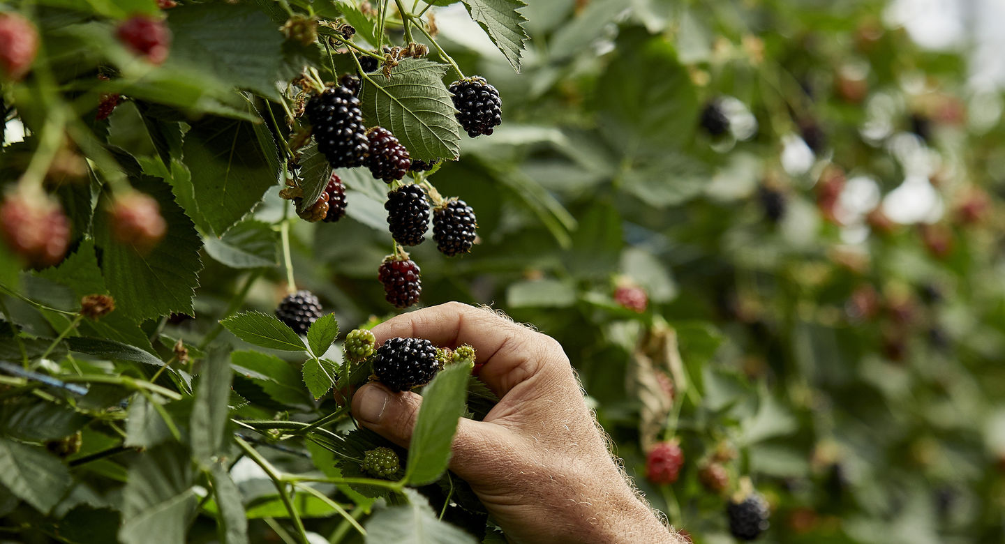 How We Harvest