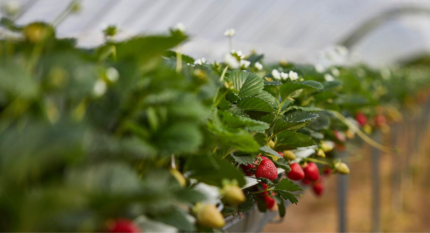 Suntem în agricultură pentru un viitor fructuos