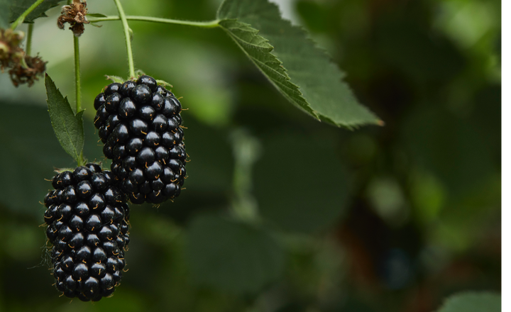 Growing The Best Berries