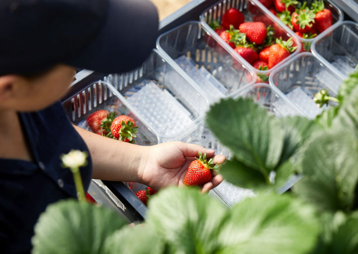 Every berry is hand picked